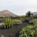 Il giardino di cactus della Bodegas El Grifo