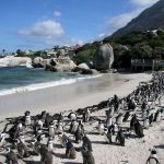 Viaggi on the road in Sud Africa: Boulders Beach