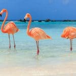 Aruba e flamingo