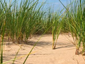 Ciuffi d'erba sulle dune
