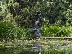 Una vasca di irrigazione convertita per ospitare i fiori di loto