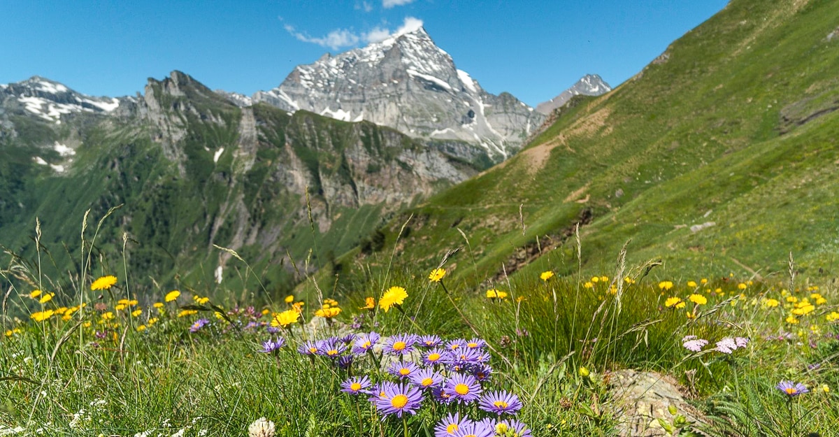 Trekking Alpe Veglia - Sentiero dei fiori