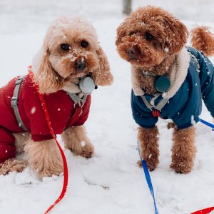Leila e George nella neve